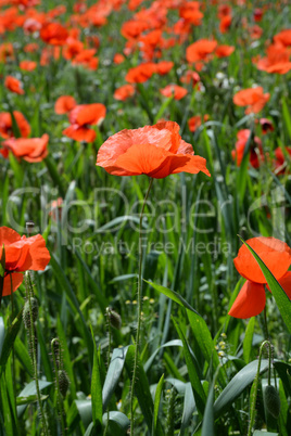 Klatschmohn