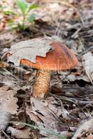 Red-capped scaber stalk (Leccinum aurantiacum) mushroom
