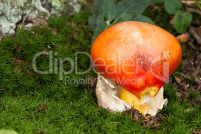 Young Caesar's Mushroom in autumn forest