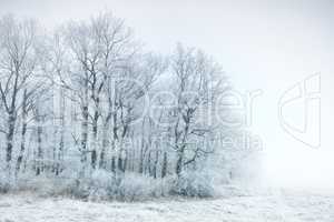 Frozen forest on a very cold day