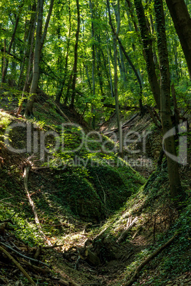 Beech forest at spring