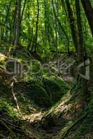 Beech forest at spring