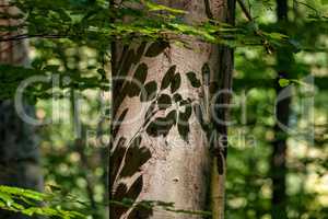 Beech forest at spring