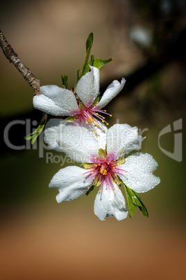 Close up of beautiful almond flowers in spring