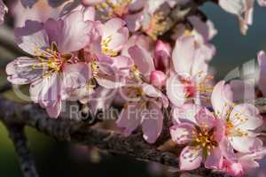 Close up of beautiful almond flowers in spring