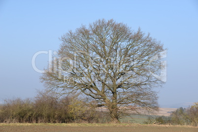 Baum auf einem Feld