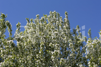 tops of the japanese cherry blossom trees in early april photo