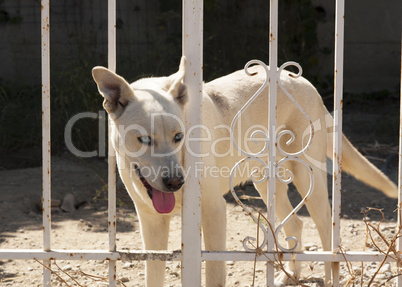 Cute dog behind fence