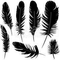 Feather of bird set vector illustration sketch