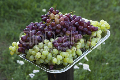 Grapes on metal tray