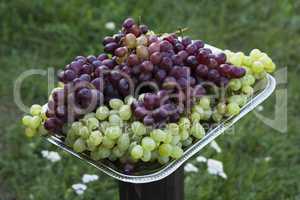 Grapes on metal tray