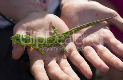 Small lizard sits on hand