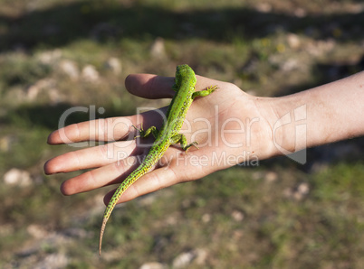 Small lizard sits on hand