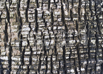 Tree bark texture photo