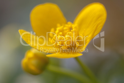 Sumpfdotterblume - Caltha palustris