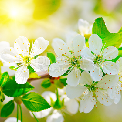 blooming branch of cherry in the sun