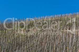 Weinberge an der Mosel