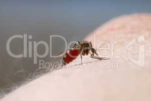 Mosquito blood sucking on human skin