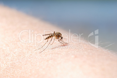 Mosquito blood sucking on human skin