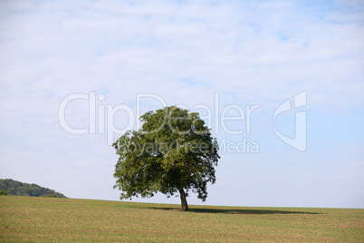 Baum auf einem Feld