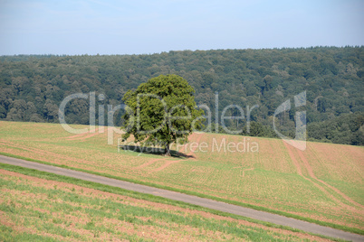 Baum auf einem Feld