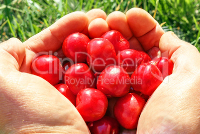 Ripe cherries in the palms