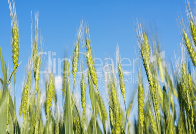 Spikes of green wheat