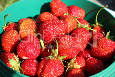 ripe strawberries