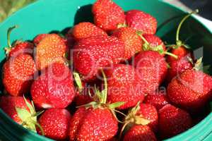 ripe strawberries