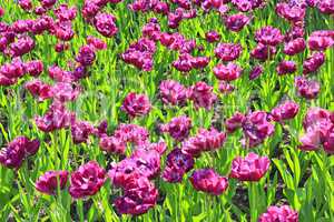 lilac tulips on the flower-bed