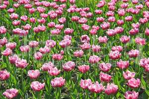 lilac tulips on the flower-bed