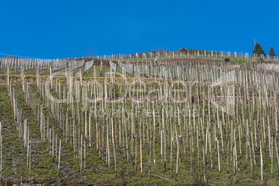 Weinberge an der Mosel