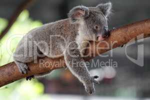 Koala (Phascolarctos cinereus)