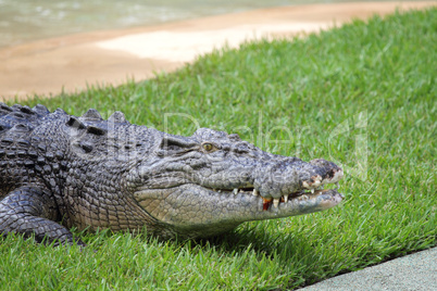 Leistenkrokodil (Crocodylus porosus)