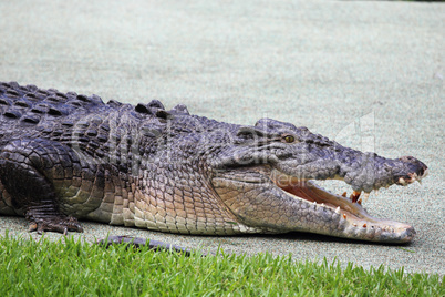 Leistenkrokodil (Crocodylus porosus)