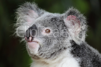 Koala (Phascolarctos cinereus)