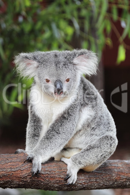 Koala (Phascolarctos cinereus)