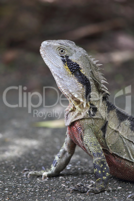 Australische Wasseragame (Physignathus lesueurii)