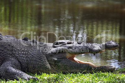 Leistenkrokodil (Crocodylus porosus)