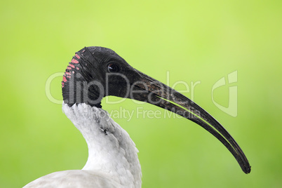 Molukkenibis (Threskiornis molucca)