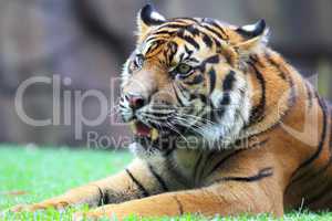 Tiger (Panthera tigris)