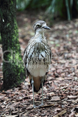 Langschwanztriel (Burhinus grallarius)