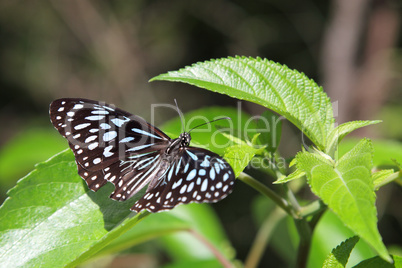 Blue Tiger (Tirumala hamata)