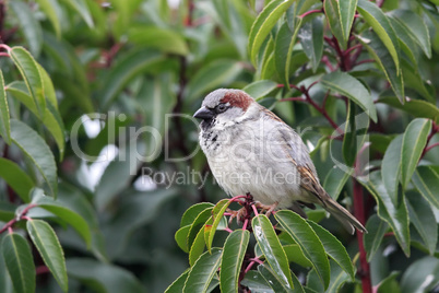 Haussperling (Passer domesticus)