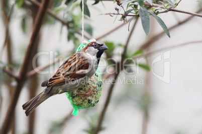 Haussperling (Passer domesticus)