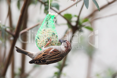 Haussperling (Passer domesticus)