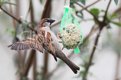 Haussperling (Passer domesticus)