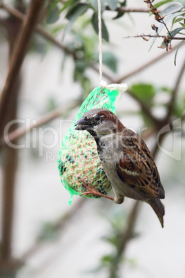 Haussperling (Passer domesticus)