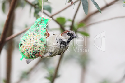 Haussperling (Passer domesticus)