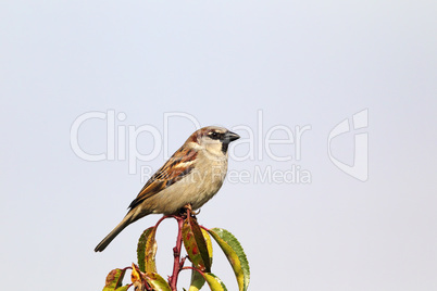 Haussperling (Passer domesticus)